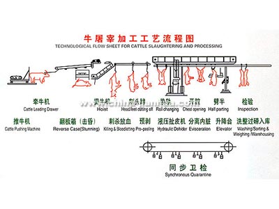 牛羊屠宰工藝示意圖